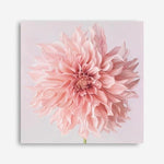 Shop Pink Dahlia (Square) Canvas Print a floral themed painted framed canvas wall art print from The Print Emporium artwork collection - Buy Australian made fine art painting style stretched canvas prints for the home and your interior decor space, TPE-197-CA-40X40-NF
