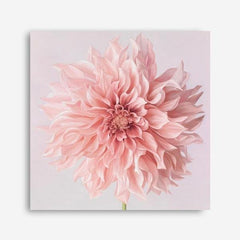 Shop Pink Dahlia (Square) Canvas Print a floral themed painted framed canvas wall art print from The Print Emporium artwork collection - Buy Australian made fine art painting style stretched canvas prints for the home and your interior decor space, TPE-197-CA-40X40-NF