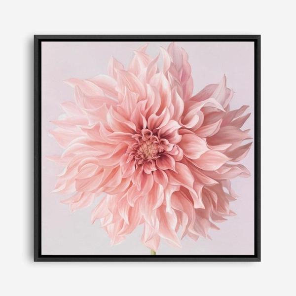 Shop Pink Dahlia (Square) Canvas Print a floral themed painted framed canvas wall art print from The Print Emporium artwork collection - Buy Australian made fine art painting style stretched canvas prints for the home and your interior decor space, TPE-197-CA-40X40-NF