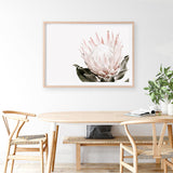 Shop Pink King Protea Flower II Photo Art Print a floral themed photography wall art print from The Print Emporium wall artwork collection - Buy Australian made fine art poster and framed prints for the home and your interior decor room, TPE-961-AP