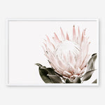 Shop Pink King Protea Flower II Photo Art Print a floral themed photography wall art print from The Print Emporium wall artwork collection - Buy Australian made fine art poster and framed prints for the home and your interior decor room, TPE-961-AP