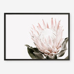 Shop Pink King Protea Flower II Photo Art Print a floral themed photography wall art print from The Print Emporium wall artwork collection - Buy Australian made fine art poster and framed prints for the home and your interior decor room, TPE-961-AP