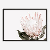 Shop Pink King Protea Flower II Photo Art Print a floral themed photography wall art print from The Print Emporium wall artwork collection - Buy Australian made fine art poster and framed prints for the home and your interior decor room, TPE-961-AP