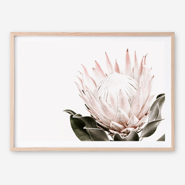 Shop Pink King Protea Flower II Photo Art Print a floral themed photography wall art print from The Print Emporium wall artwork collection - Buy Australian made fine art poster and framed prints for the home and your interior decor room, TPE-961-AP