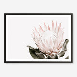 Shop Pink King Protea Flower II Photo Art Print a floral themed photography wall art print from The Print Emporium wall artwork collection - Buy Australian made fine art poster and framed prints for the home and your interior decor room, TPE-961-AP