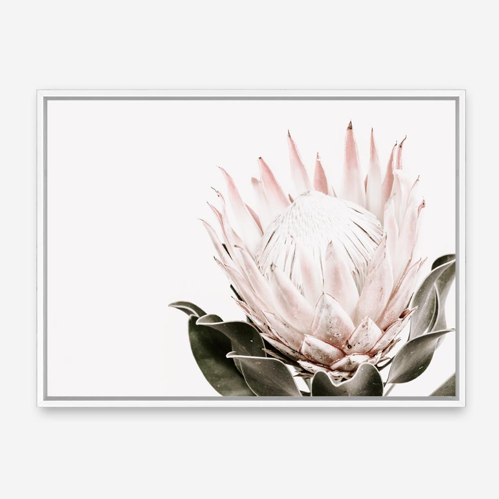Shop Pink King Protea II Photo Canvas Print a floral themed photography framed stretched canvas print from The Print Emporium wall artwork collection - Buy Australian made prints for the home and your interior decor space, TPE-961-CA-35X46-NF