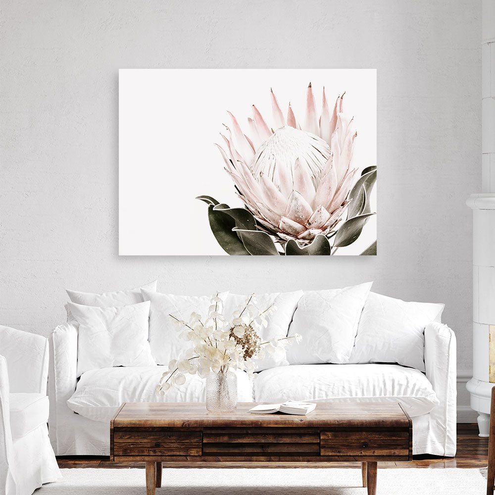 Shop Pink King Protea II Photo Canvas Print a floral themed photography framed stretched canvas print from The Print Emporium wall artwork collection - Buy Australian made prints for the home and your interior decor space, TPE-961-CA-35X46-NF