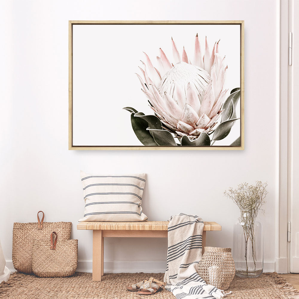 Shop Pink King Protea II Photo Canvas Print a floral themed photography framed stretched canvas print from The Print Emporium wall artwork collection - Buy Australian made prints for the home and your interior decor space, TPE-961-CA-35X46-NF