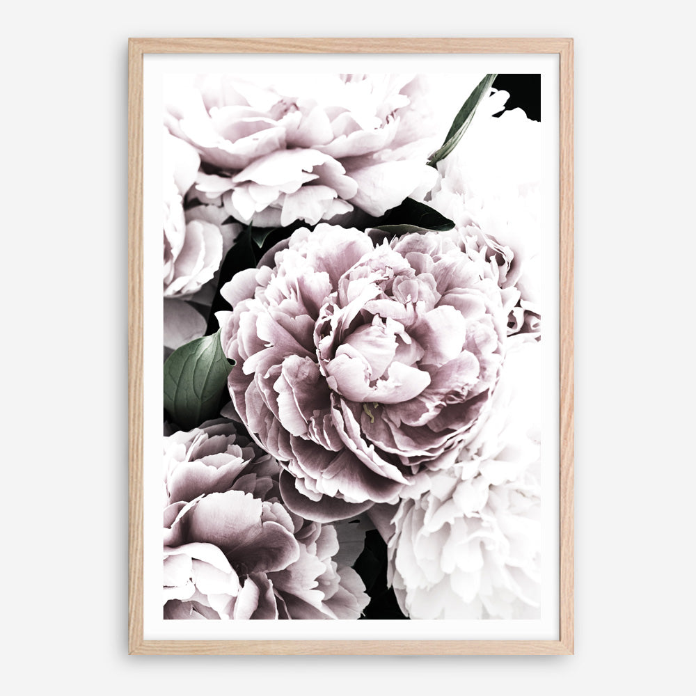 Buy Pink Peony Blossom I Photo Art Print | The Print Emporium®