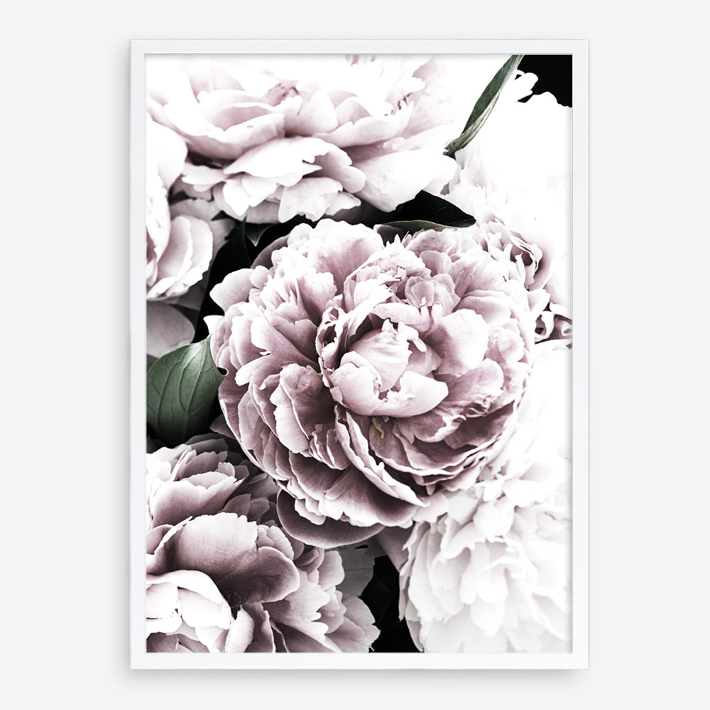 Shop Pink Peony Blossom I Photo Art Print a floral themed photography wall art print from The Print Emporium wall artwork collection - Buy Australian made fine art poster and framed prints for the home and your interior decor room, TPE-283-AP