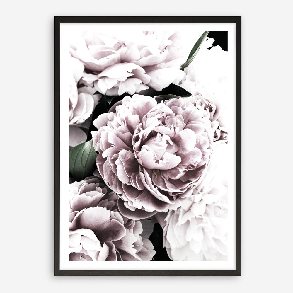 Shop Pink Peony Blossom I Photo Art Print a floral themed photography wall art print from The Print Emporium wall artwork collection - Buy Australian made fine art poster and framed prints for the home and your interior decor room, TPE-283-AP