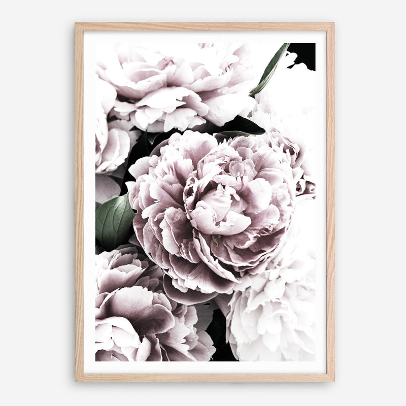 Shop Pink Peony Blossom I Photo Art Print a floral themed photography wall art print from The Print Emporium wall artwork collection - Buy Australian made fine art poster and framed prints for the home and your interior decor room, TPE-283-AP