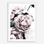 Shop Pink Peony Blossom I Photo Art Print a floral themed photography wall art print from The Print Emporium wall artwork collection - Buy Australian made fine art poster and framed prints for the home and your interior decor room, TPE-283-AP