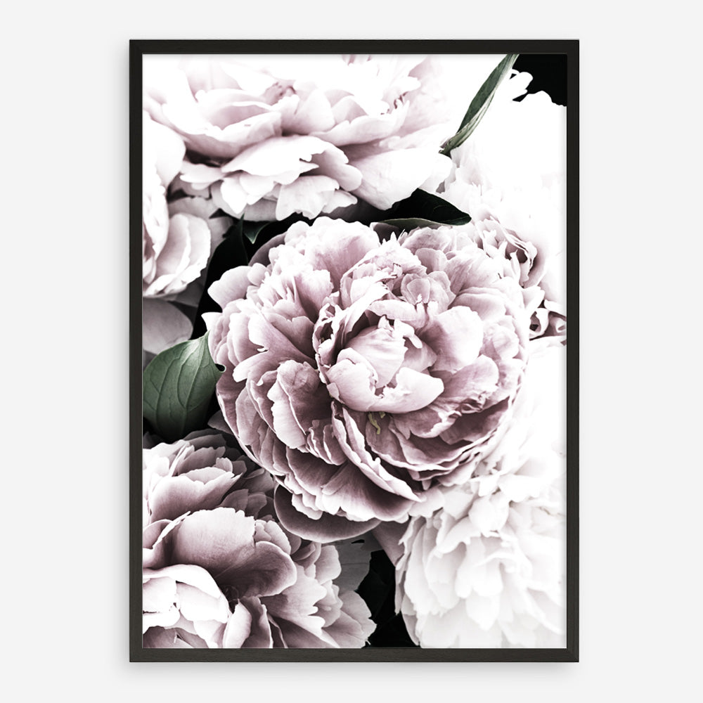 Shop Pink Peony Blossom I Photo Art Print a floral themed photography wall art print from The Print Emporium wall artwork collection - Buy Australian made fine art poster and framed prints for the home and your interior decor room, TPE-283-AP