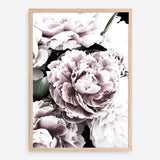Shop Pink Peony Blossom I Photo Art Print a floral themed photography wall art print from The Print Emporium wall artwork collection - Buy Australian made fine art poster and framed prints for the home and your interior decor room, TPE-283-AP