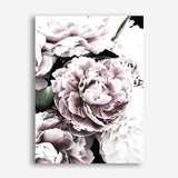 Shop Pink Peony Blossom I Photo Canvas Print a floral themed photography framed stretched canvas print from The Print Emporium wall artwork collection - Buy Australian made prints for the home and your interior decor space, TPE-283-CA-35X46-NF