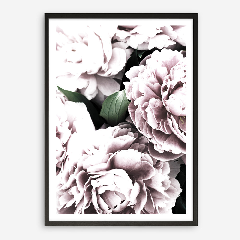 Shop Pink Peony Blossom II Photo Art Print a floral themed photography wall art print from The Print Emporium wall artwork collection - Buy Australian made fine art poster and framed prints for the home and your interior decor room, TPE-284-AP