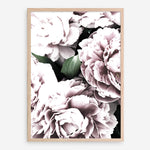 Shop Pink Peony Blossom II Photo Art Print a floral themed photography wall art print from The Print Emporium wall artwork collection - Buy Australian made fine art poster and framed prints for the home and your interior decor room, TPE-284-AP