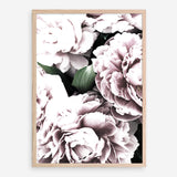 Shop Pink Peony Blossom II Photo Art Print a floral themed photography wall art print from The Print Emporium wall artwork collection - Buy Australian made fine art poster and framed prints for the home and your interior decor room, TPE-284-AP