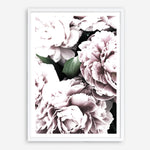 Shop Pink Peony Blossom II Photo Art Print a floral themed photography wall art print from The Print Emporium wall artwork collection - Buy Australian made fine art poster and framed prints for the home and your interior decor room, TPE-284-AP