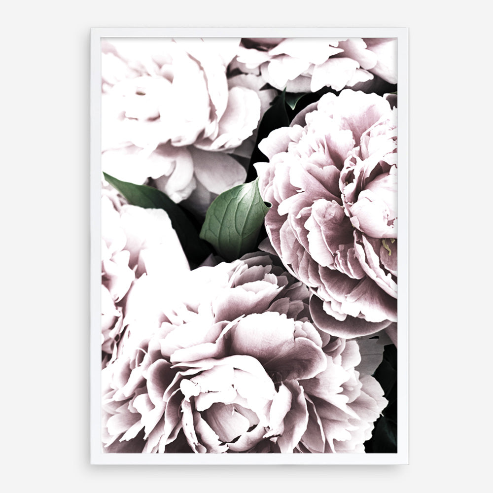 Shop Pink Peony Blossom II Photo Art Print a floral themed photography wall art print from The Print Emporium wall artwork collection - Buy Australian made fine art poster and framed prints for the home and your interior decor room, TPE-284-AP