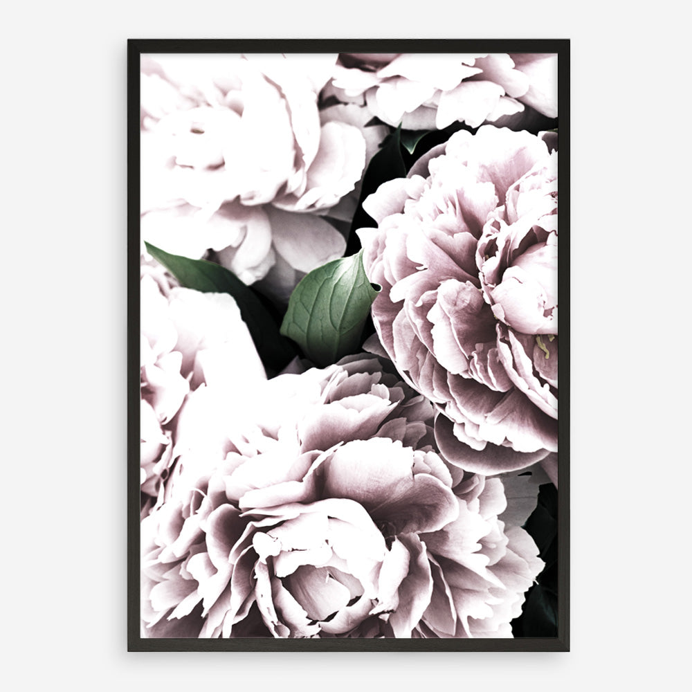 Shop Pink Peony Blossom II Photo Art Print a floral themed photography wall art print from The Print Emporium wall artwork collection - Buy Australian made fine art poster and framed prints for the home and your interior decor room, TPE-284-AP