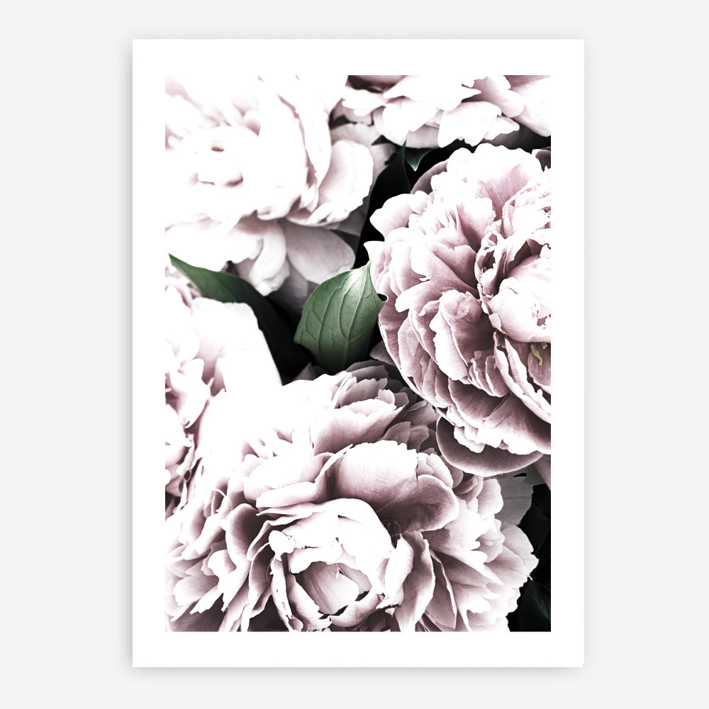 Shop Pink Peony Blossom II Photo Art Print a floral themed photography wall art print from The Print Emporium wall artwork collection - Buy Australian made fine art poster and framed prints for the home and your interior decor room, TPE-284-AP