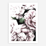 Shop Pink Peony Blossom II Photo Art Print a floral themed photography wall art print from The Print Emporium wall artwork collection - Buy Australian made fine art poster and framed prints for the home and your interior decor room, TPE-284-AP