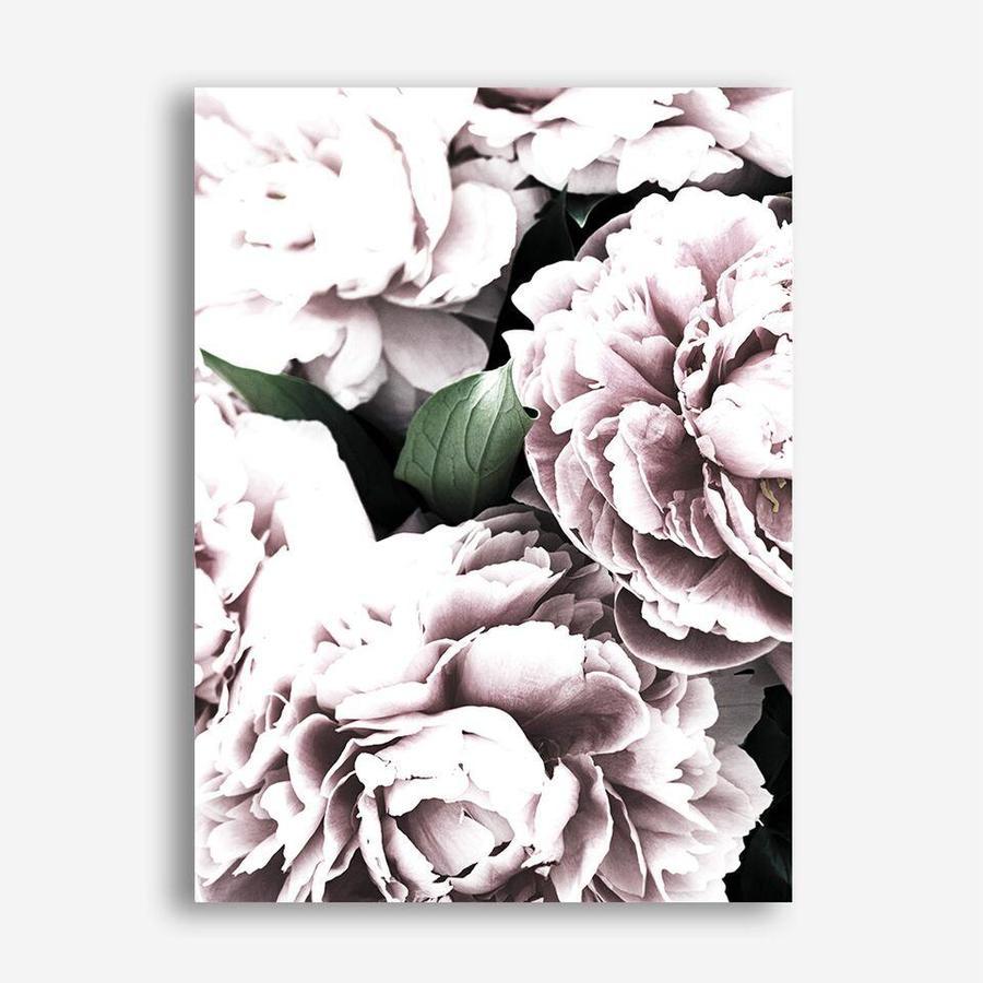 Shop Pink Peony Blossom II Photo Canvas Print a floral themed photography framed stretched canvas print from The Print Emporium wall artwork collection - Buy Australian made prints for the home and your interior decor space, TPE-284-CA-35X46-NF