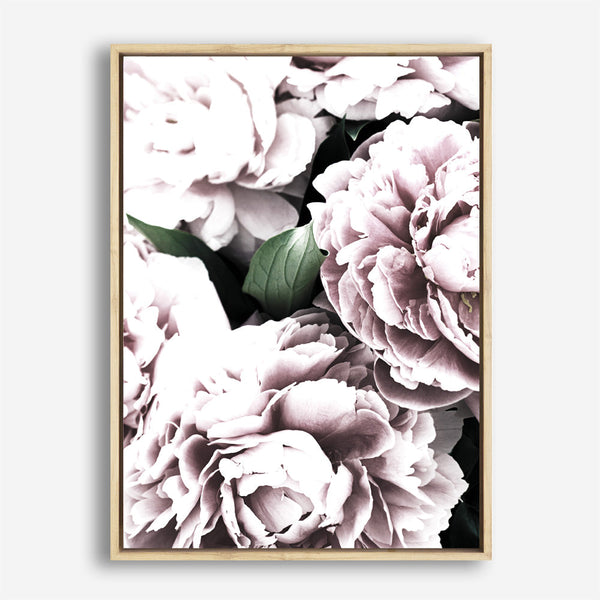 Shop Pink Peony Blossom II Photo Canvas Print a floral themed photography framed stretched canvas print from The Print Emporium wall artwork collection - Buy Australian made prints for the home and your interior decor space, TPE-284-CA-35X46-NF