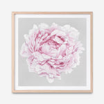 Shop Pink Peony II (Square) Art Print a floral themed painted wall art print from The Print Emporium wall artwork collection - Buy Australian made fine art painting style poster and framed prints for the home and your interior decor room, TPE-427-AP