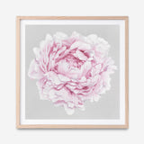 Shop Pink Peony II (Square) Art Print a floral themed painted wall art print from The Print Emporium wall artwork collection - Buy Australian made fine art painting style poster and framed prints for the home and your interior decor room, TPE-427-AP