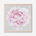 Shop Pink Peony II (Square) Art Print a floral themed painted wall art print from The Print Emporium wall artwork collection - Buy Australian made fine art painting style poster and framed prints for the home and your interior decor room, TPE-427-AP