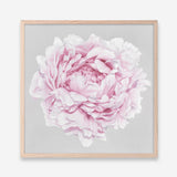 Shop Pink Peony II (Square) Art Print a floral themed painted wall art print from The Print Emporium wall artwork collection - Buy Australian made fine art painting style poster and framed prints for the home and your interior decor room, TPE-427-AP