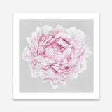 Shop Pink Peony II (Square) Art Print a floral themed painted wall art print from The Print Emporium wall artwork collection - Buy Australian made fine art painting style poster and framed prints for the home and your interior decor room, TPE-427-AP