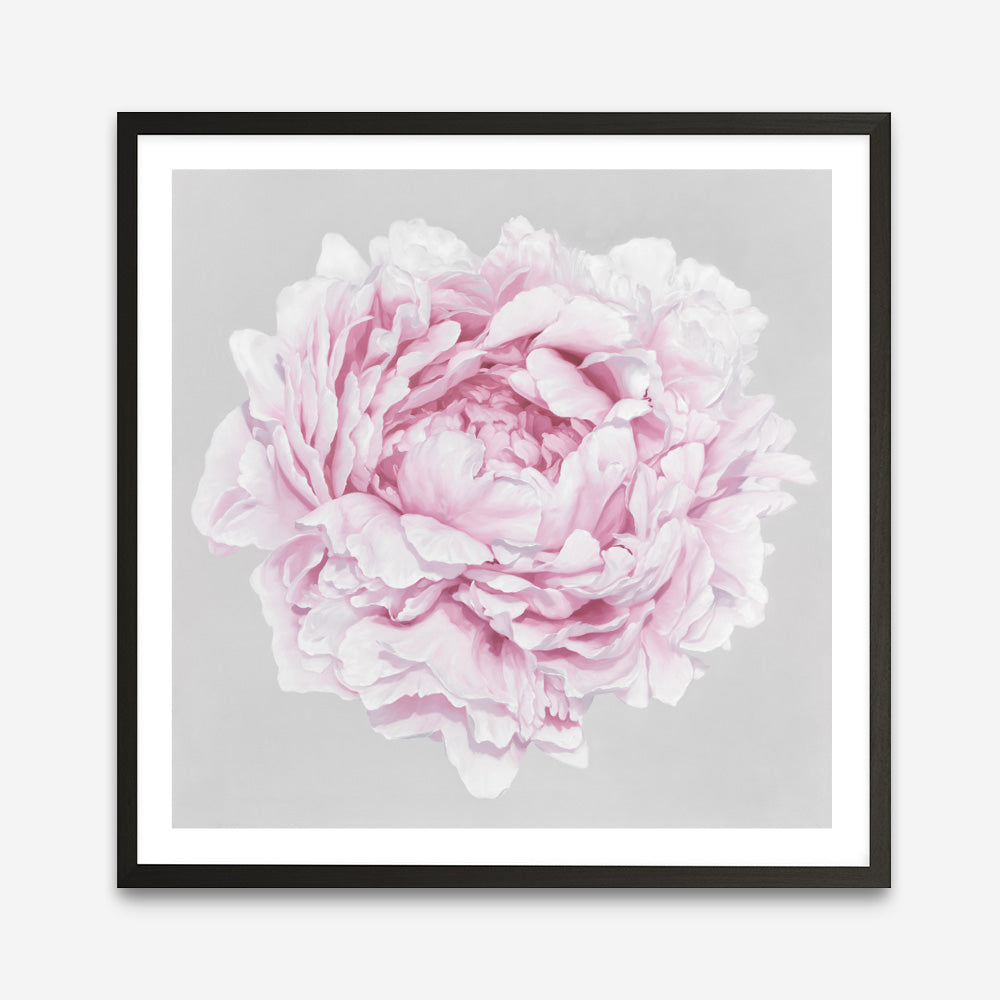 Shop Pink Peony II (Square) Art Print a floral themed painted wall art print from The Print Emporium wall artwork collection - Buy Australian made fine art painting style poster and framed prints for the home and your interior decor room, TPE-427-AP