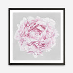 Shop Pink Peony II (Square) Art Print a floral themed painted wall art print from The Print Emporium wall artwork collection - Buy Australian made fine art painting style poster and framed prints for the home and your interior decor room, TPE-427-AP