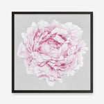 Shop Pink Peony II (Square) Art Print a floral themed painted wall art print from The Print Emporium wall artwork collection - Buy Australian made fine art painting style poster and framed prints for the home and your interior decor room, TPE-427-AP