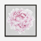 Shop Pink Peony II (Square) Art Print a floral themed painted wall art print from The Print Emporium wall artwork collection - Buy Australian made fine art painting style poster and framed prints for the home and your interior decor room, TPE-427-AP
