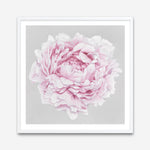 Shop Pink Peony II (Square) Art Print a floral themed painted wall art print from The Print Emporium wall artwork collection - Buy Australian made fine art painting style poster and framed prints for the home and your interior decor room, TPE-427-AP