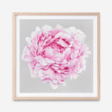 Shop Pink Peony (Square) Art Print a floral themed painted wall art print from The Print Emporium wall artwork collection - Buy Australian made fine art painting style poster and framed prints for the home and your interior decor room, TPE-236-AP