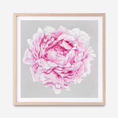 Shop Pink Peony (Square) Art Print a floral themed painted wall art print from The Print Emporium wall artwork collection - Buy Australian made fine art painting style poster and framed prints for the home and your interior decor room, TPE-236-AP