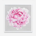 Shop Pink Peony (Square) Art Print a floral themed painted wall art print from The Print Emporium wall artwork collection - Buy Australian made fine art painting style poster and framed prints for the home and your interior decor room, TPE-236-AP