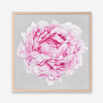 Shop Pink Peony (Square) Art Print a floral themed painted wall art print from The Print Emporium wall artwork collection - Buy Australian made fine art painting style poster and framed prints for the home and your interior decor room, TPE-236-AP