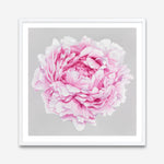Shop Pink Peony (Square) Art Print a floral themed painted wall art print from The Print Emporium wall artwork collection - Buy Australian made fine art painting style poster and framed prints for the home and your interior decor room, TPE-236-AP