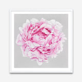 Shop Pink Peony (Square) Art Print a floral themed painted wall art print from The Print Emporium wall artwork collection - Buy Australian made fine art painting style poster and framed prints for the home and your interior decor room, TPE-236-AP