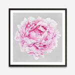Shop Pink Peony (Square) Art Print a floral themed painted wall art print from The Print Emporium wall artwork collection - Buy Australian made fine art painting style poster and framed prints for the home and your interior decor room, TPE-236-AP