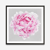 Shop Pink Peony (Square) Art Print a floral themed painted wall art print from The Print Emporium wall artwork collection - Buy Australian made fine art painting style poster and framed prints for the home and your interior decor room, TPE-236-AP