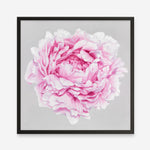 Shop Pink Peony (Square) Art Print a floral themed painted wall art print from The Print Emporium wall artwork collection - Buy Australian made fine art painting style poster and framed prints for the home and your interior decor room, TPE-236-AP