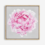 Shop Pink Peony (Square) Canvas Print a floral themed painted framed canvas wall art print from The Print Emporium artwork collection - Buy Australian made fine art painting style stretched canvas prints for the home and your interior decor space, TPE-236-CA-40X40-NF